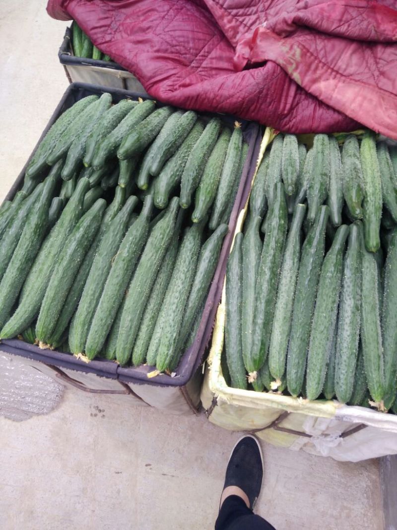 密刺黄瓜22~25公分鲜花带刺