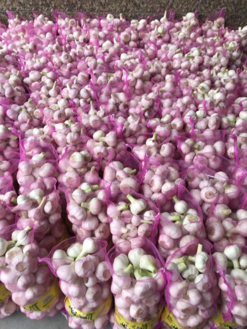 河南大蒜产地直供大蒜5.5cm~6cm鲜蒜品质保证