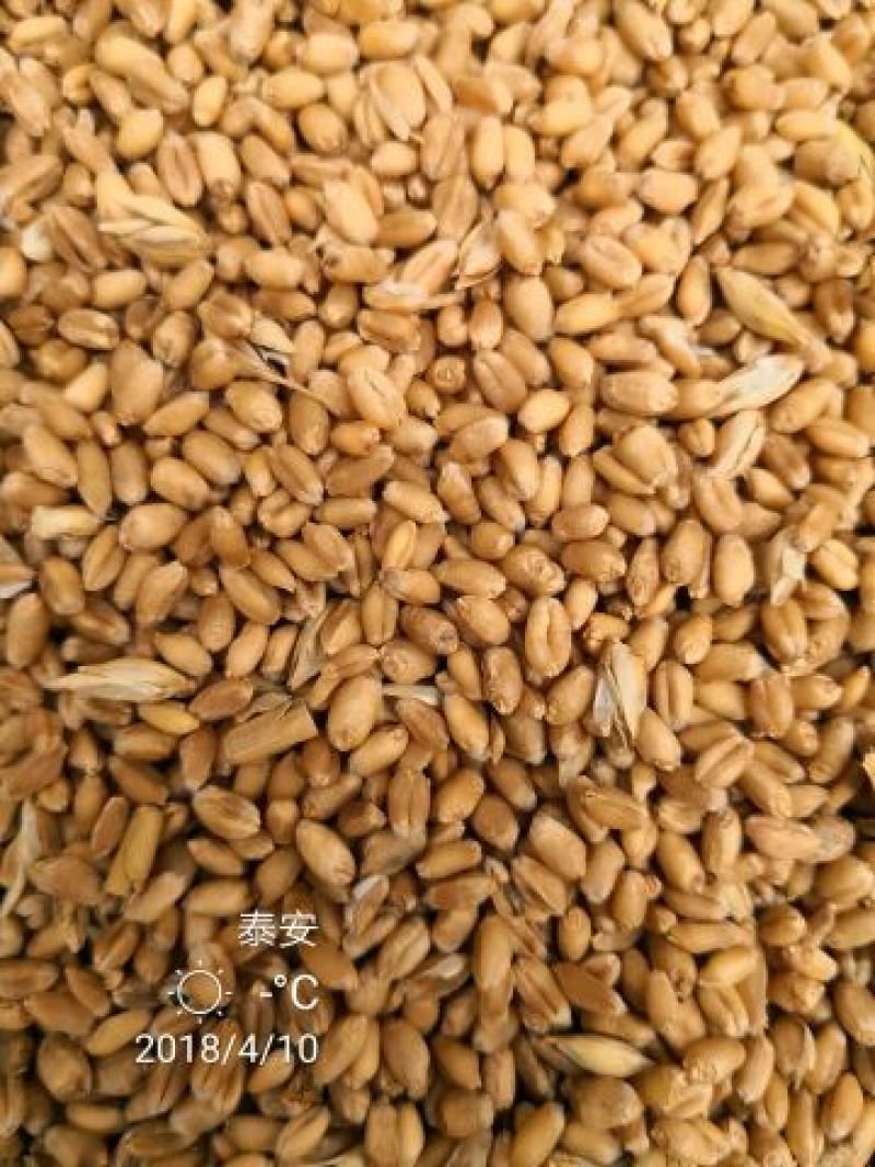 小麦12.5%以下