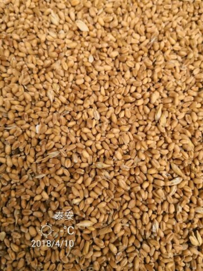 小麦12.5%以下