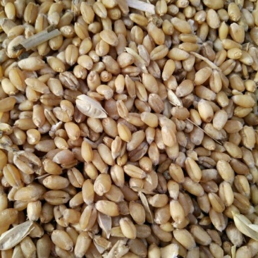 小麦12.5%以下