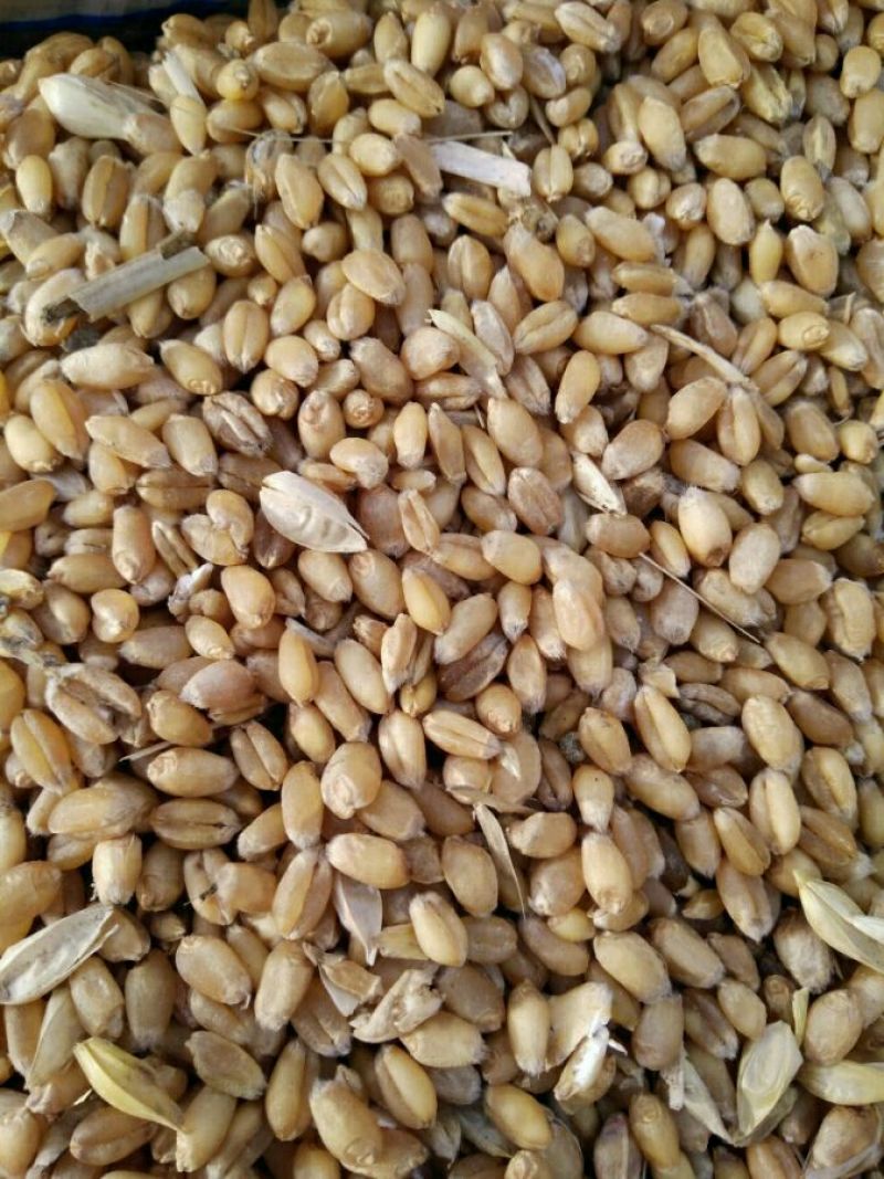 小麦12.5%以下