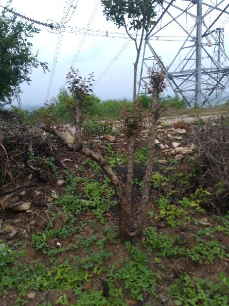 造型树地径10一20cm