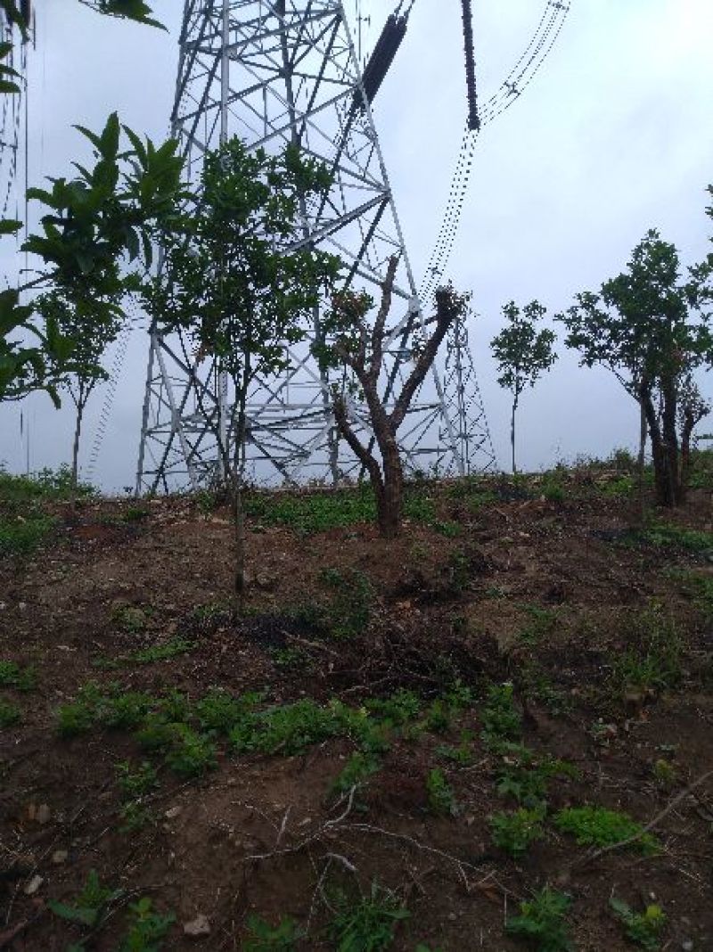 造型树地径10一20cm