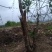 造型树地径10一20cm