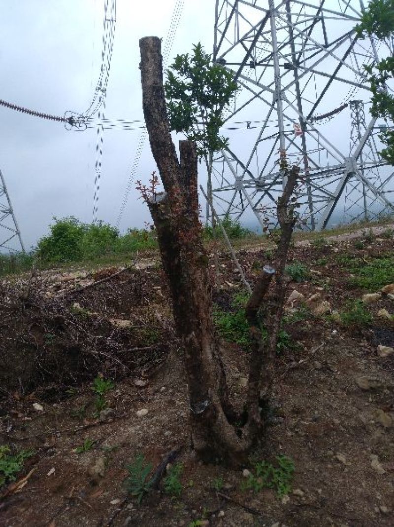 造型树地径10一20cm