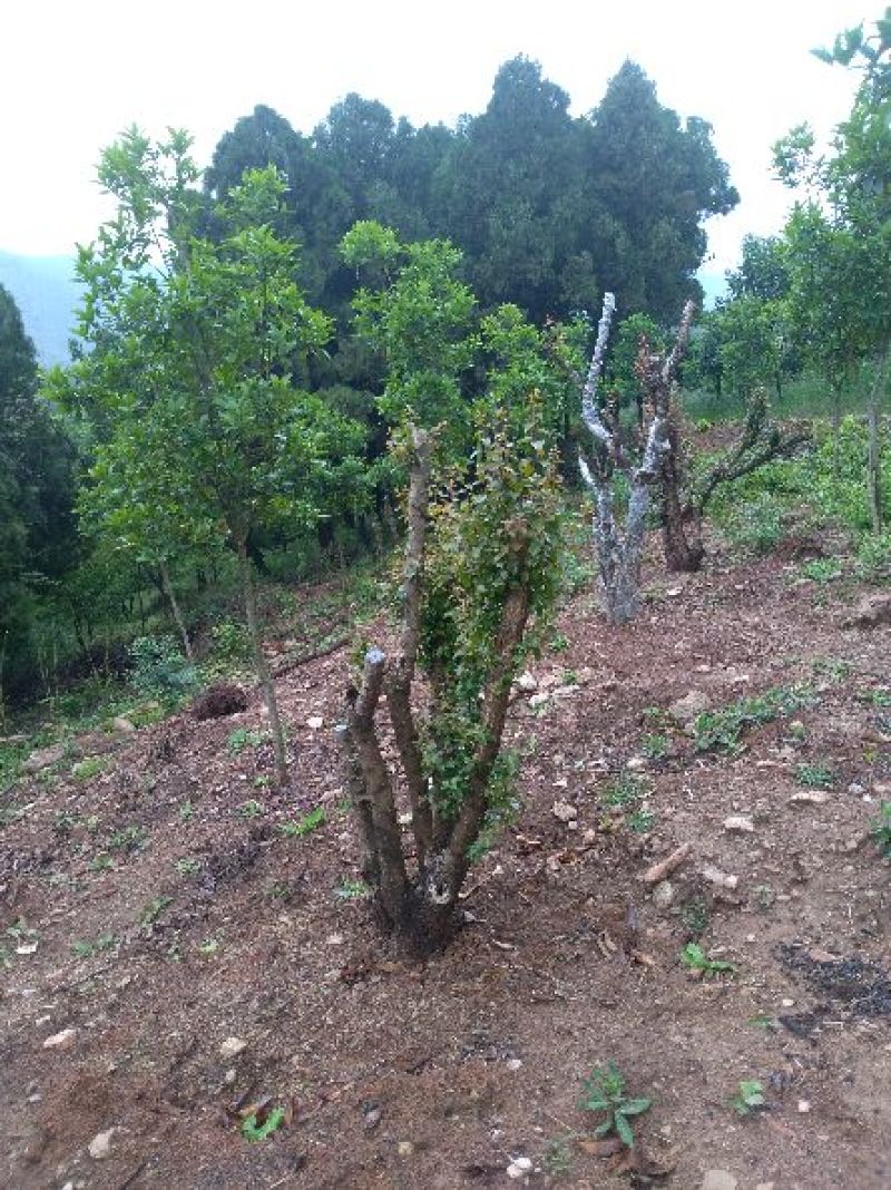 造型树地径10一20cm