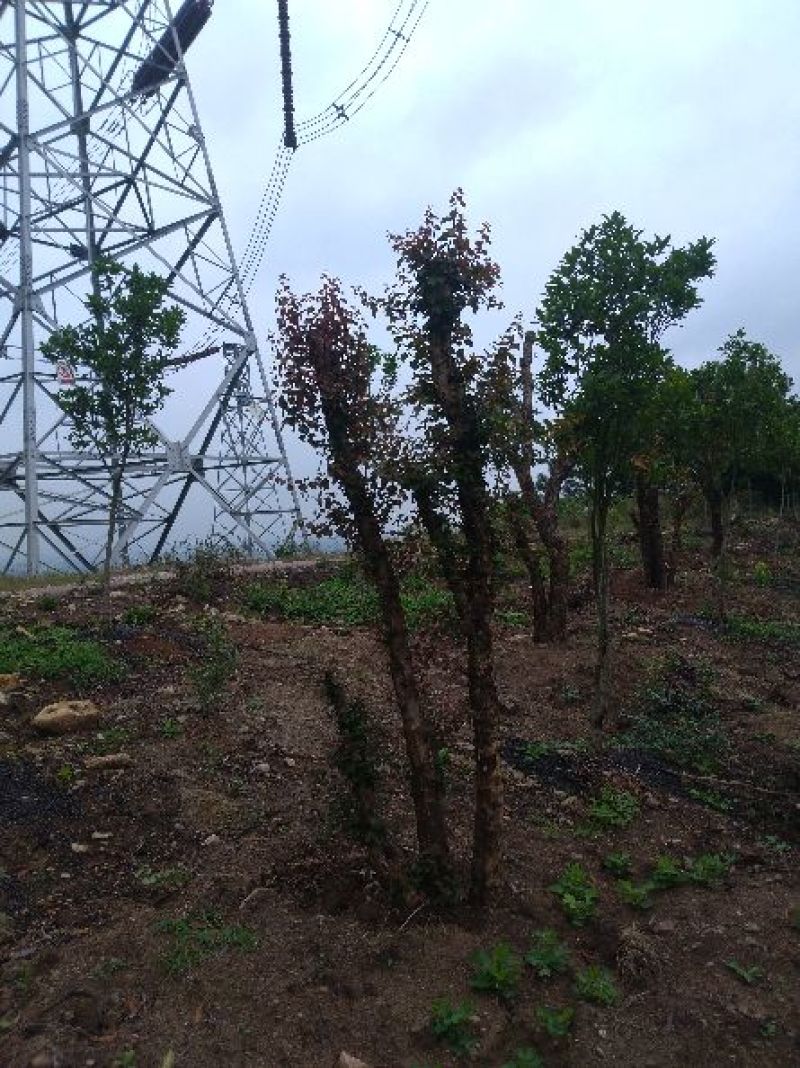 造型树地径10一20cm