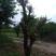 造型树地径10一20cm