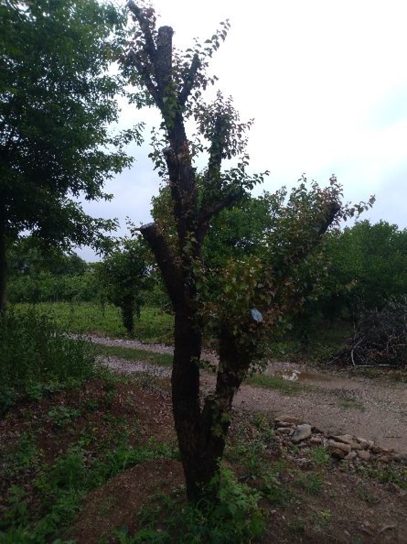 造型树地径10一20cm