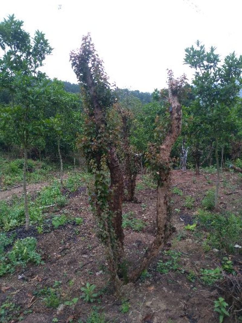 造型树地径10一20cm