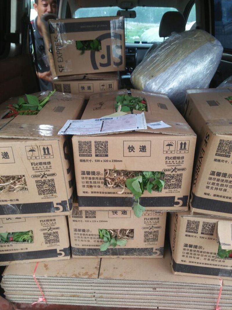 板栗薯苗，烟薯苗，西瓜红，白哈密薯苗，高端薯苗，紫薯苗
