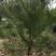 油松黑松:高度0.5米~4米，杯苗和土球苗，树形优美。