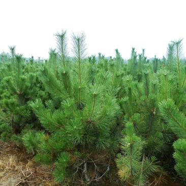 油松黑松:高度0.5米~4米，杯苗和土球苗，树形优美。