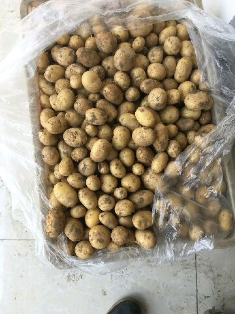 微七，沃土，荷兰，土豆精品1~3两，2-4/1-2两