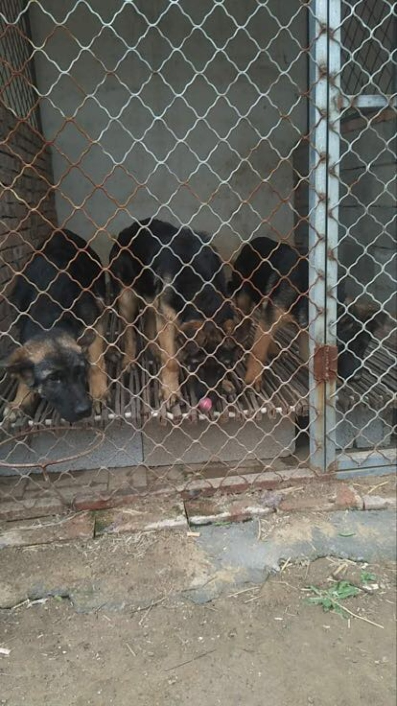 德国牧羊犬公幼年
