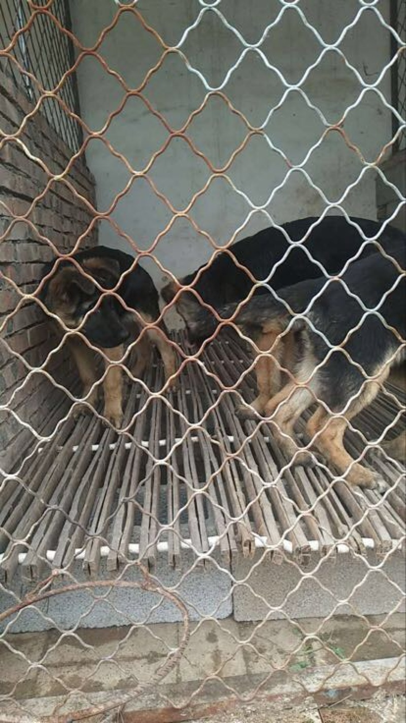 德国牧羊犬公幼年