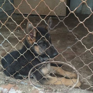 德国牧羊犬公幼年
