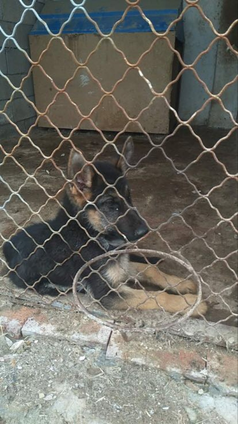 德国牧羊犬公幼年