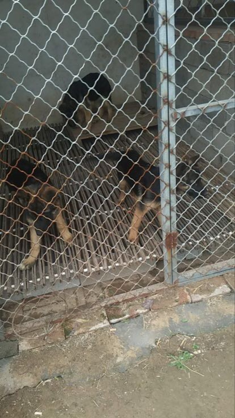 德国牧羊犬公幼年