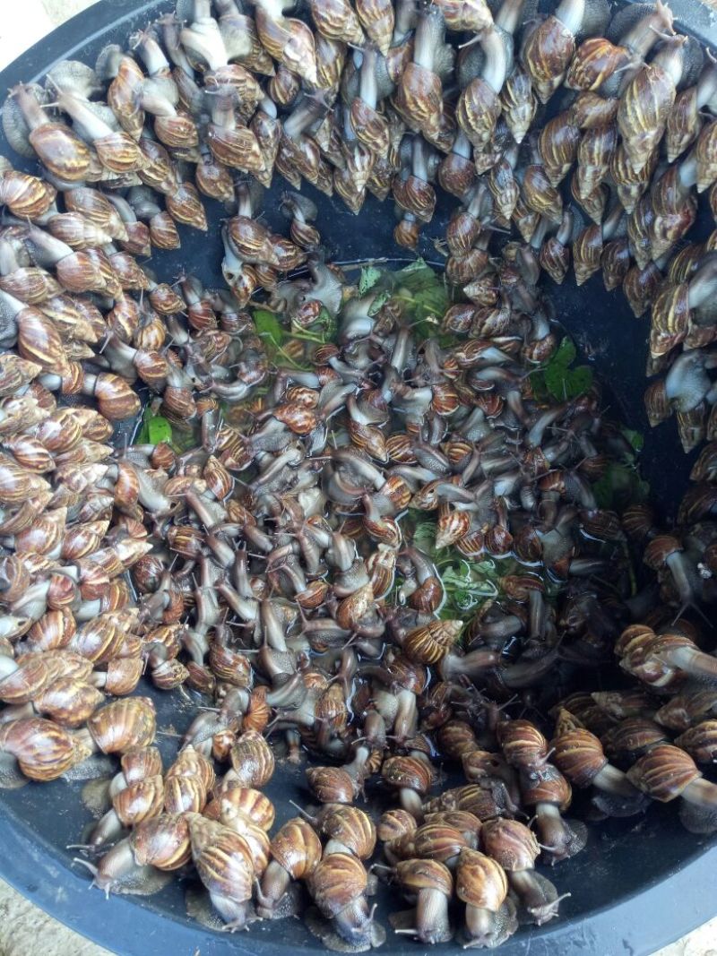 褐云玛瑙蜗牛