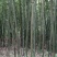 绿竹5~6m