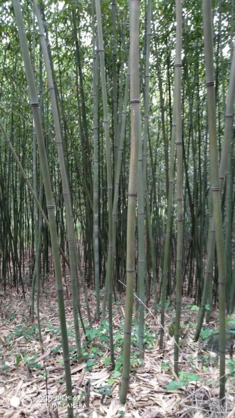 绿竹5~6m