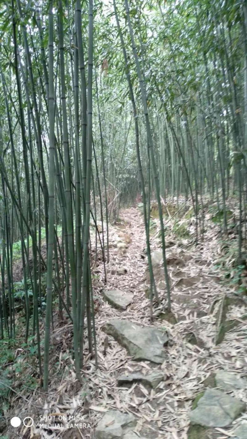 绿竹5~6m