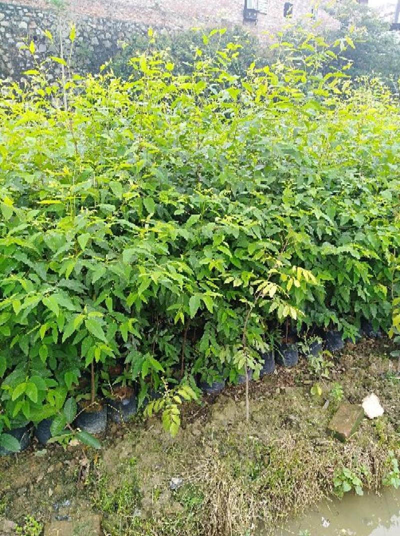 速生桉树苗1~1.2m小成本高回报欢迎来到广东广州绿化树