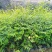 速生桉树苗1~1.2m小成本高回报欢迎来到广东广州绿化树