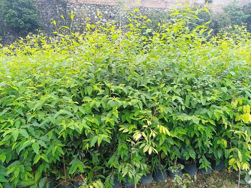速生桉树苗1~1.2m小成本高回报欢迎来到广东广州绿化树