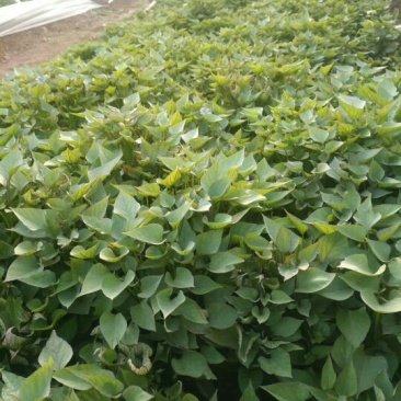 济薯26红薯苗15~25cm