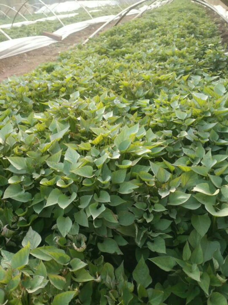 济薯26红薯苗15~25cm