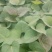 烟薯25红薯苗15~25cm