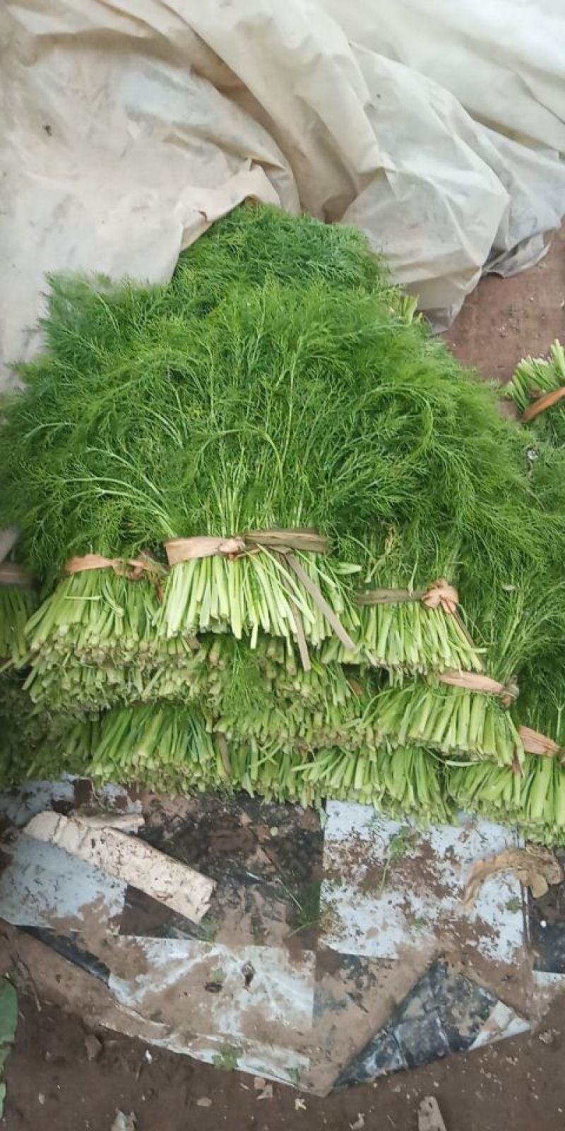 香菜20~30厘米