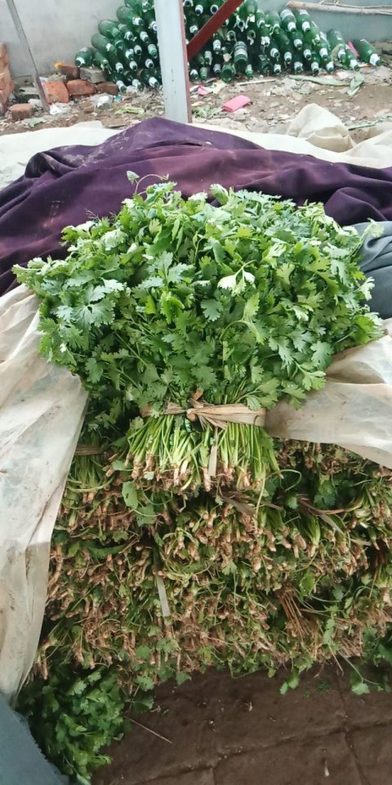 香菜20~30厘米