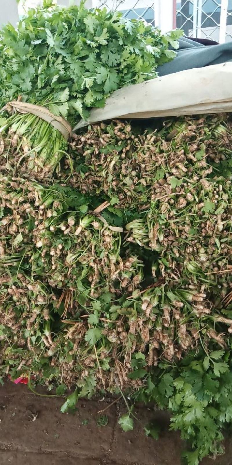 香菜20~30厘米