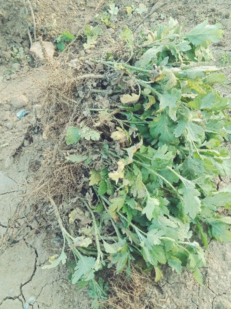 药菊花苗