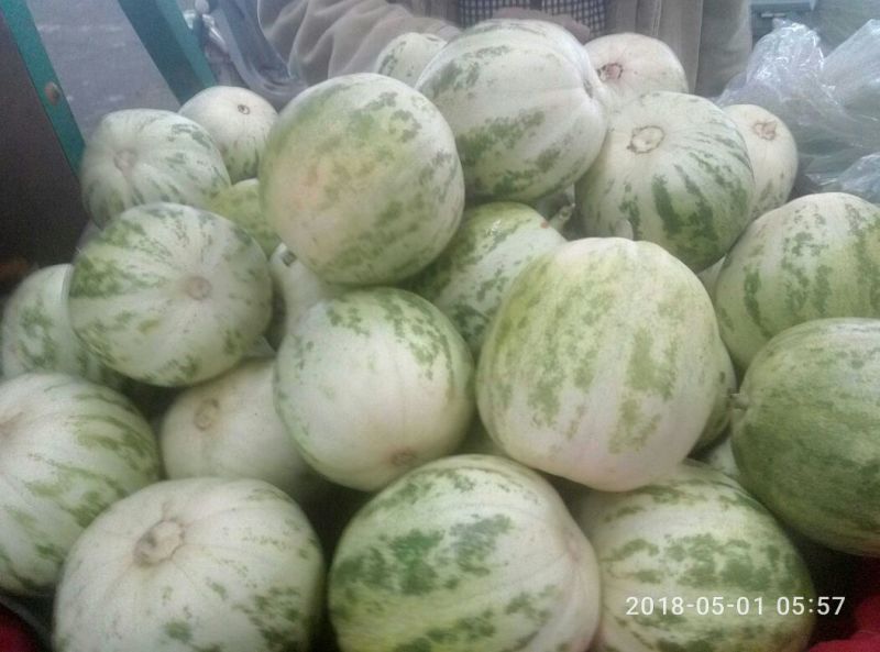 花蕾甜瓜0.5斤以上通货