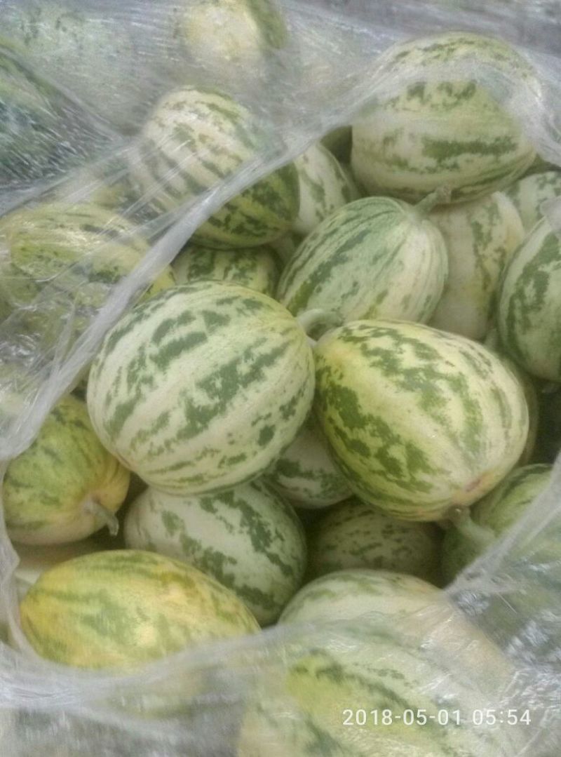 花蕾甜瓜0.5斤以上通货