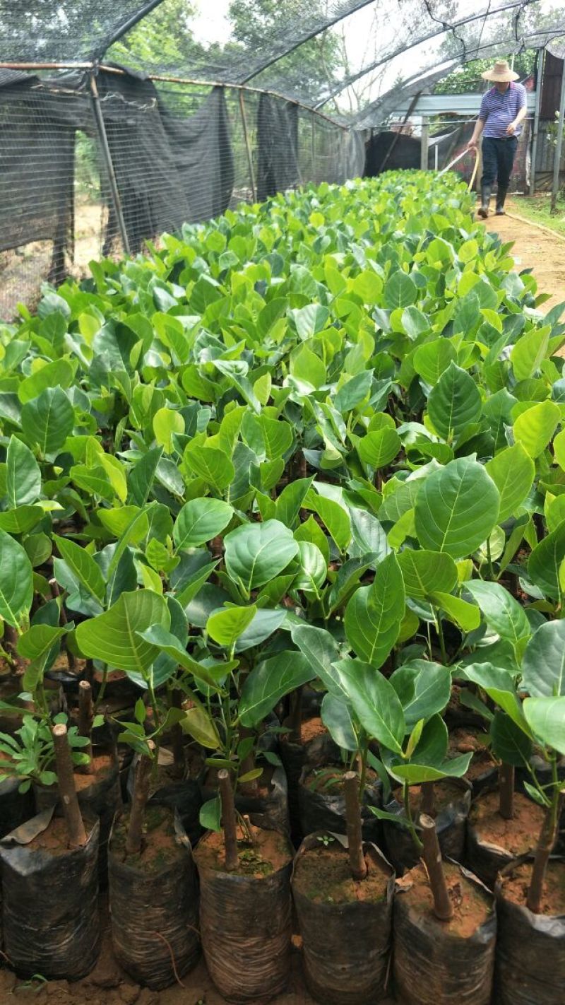 菠萝蜜苗☞马来西亚1号菠萝蜜苗稿接苗