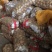 中薯5号土豆精品2两以上