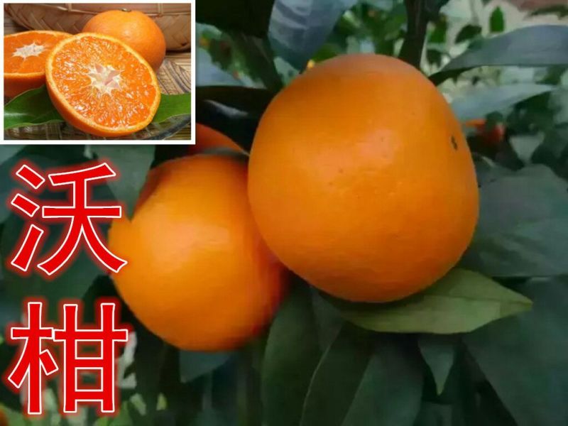 沃柑苗@有香橙粘的，酸橘粘的和积壳粘头
