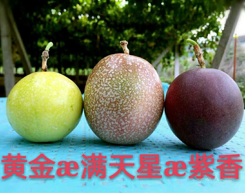 紫香百香果苗@紫香1号苗抗寒抗病性强（包邮）