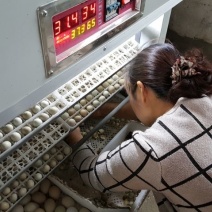 芦丁鸡专用孵化器
