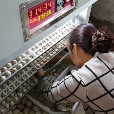 芦丁鸡专用孵化器