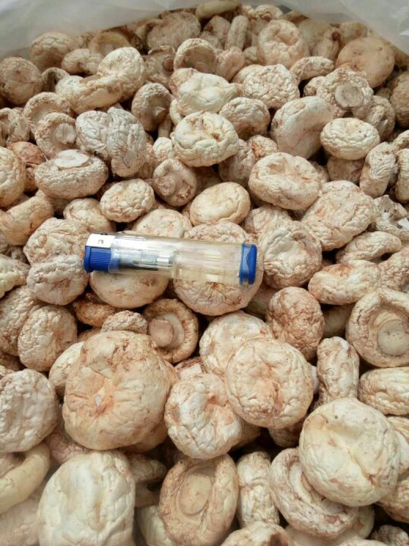 双孢菇