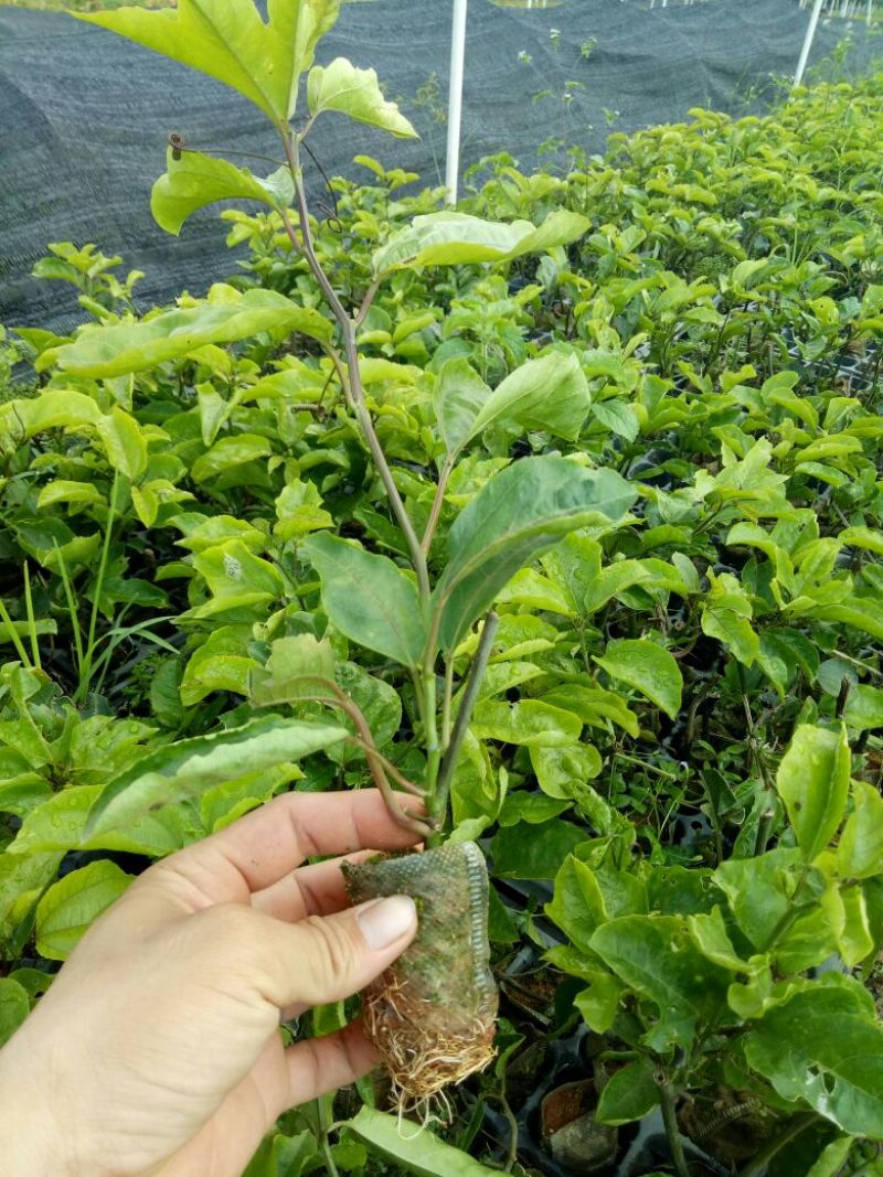 黄金百香果苗20~30cm