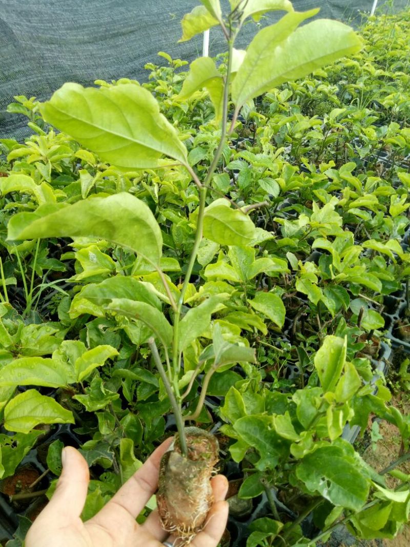 黄金百香果苗20~30cm