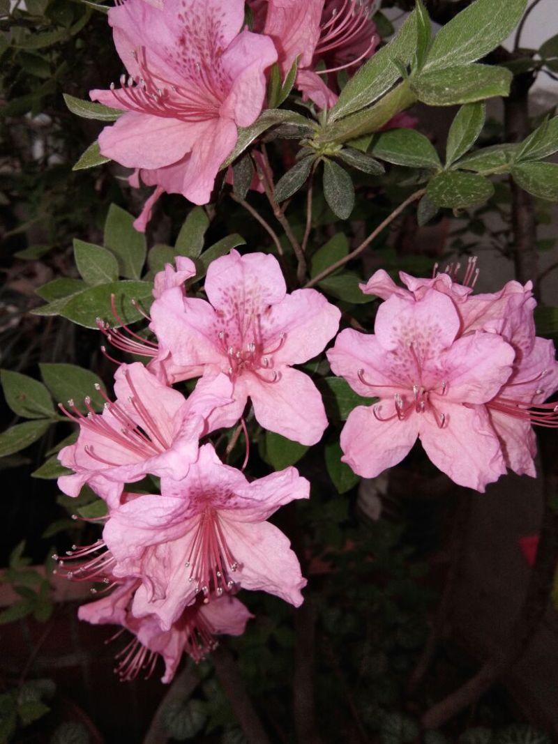 高山杜鹃6~8cm1.5~2米
